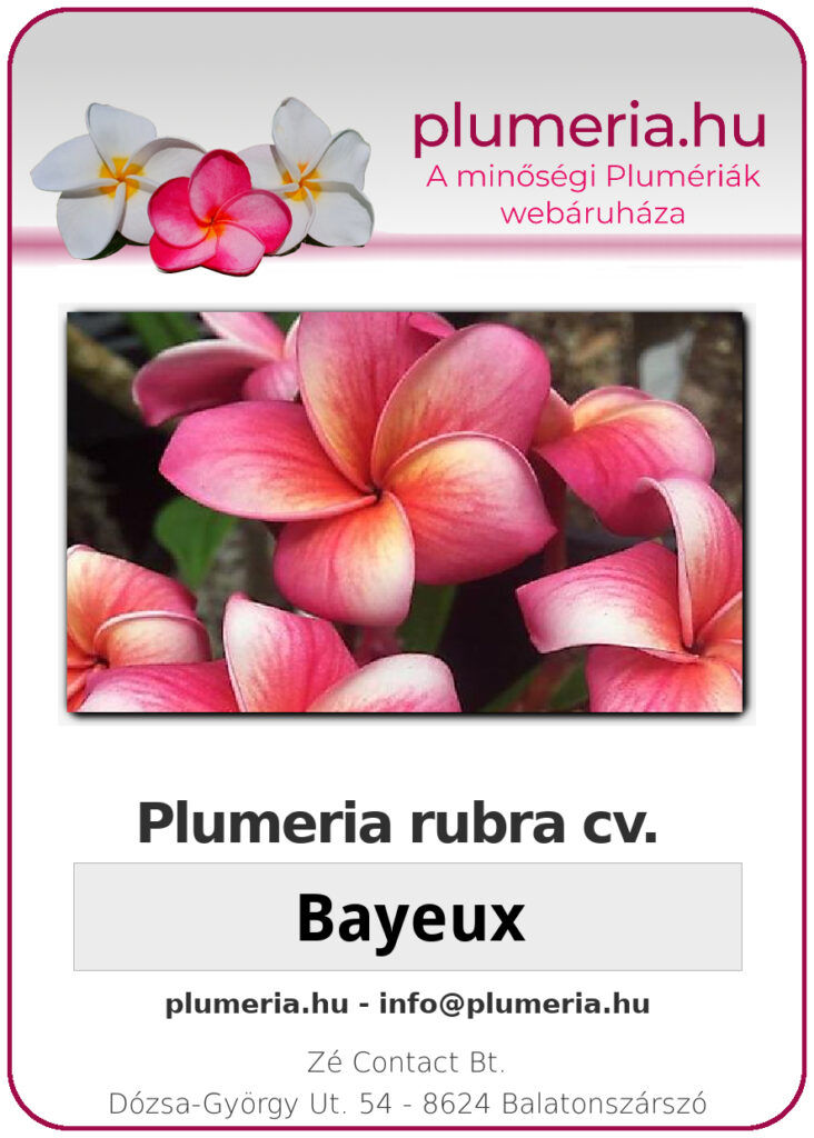 Plumeria rubra "Bayeaux"