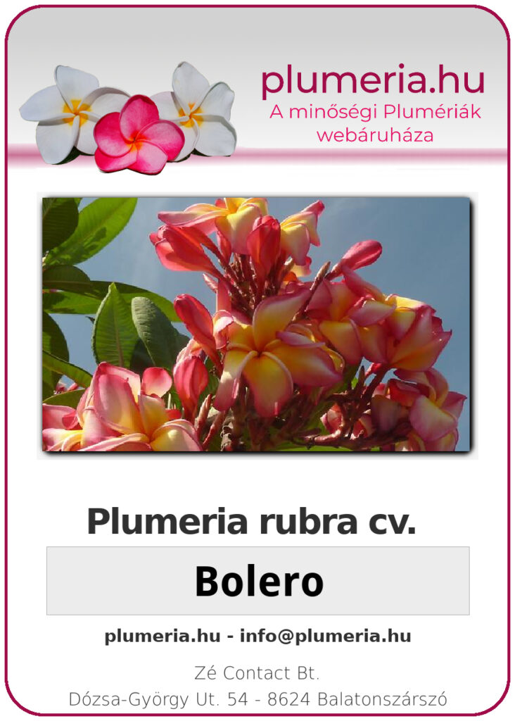 Plumeria rubra "Bolero"