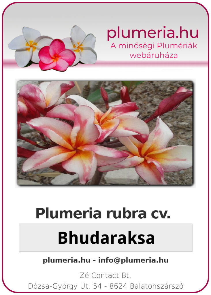 Plumeria rubra "Bhudaraksa"