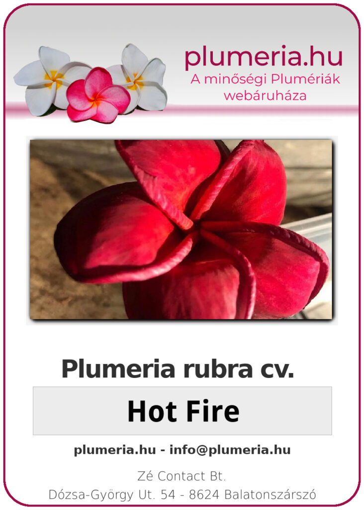 Plumeria rubra "Hot Fire"