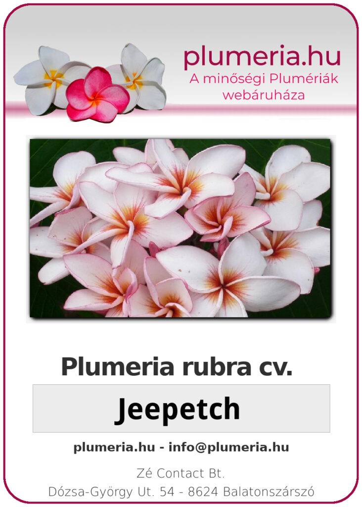 Plumeria rubra "Jeepetch"