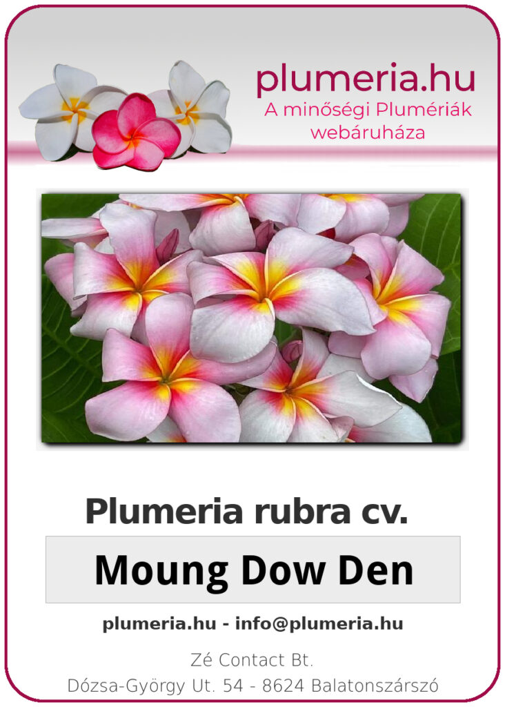Plumeria rubra "Moung Dow Den"