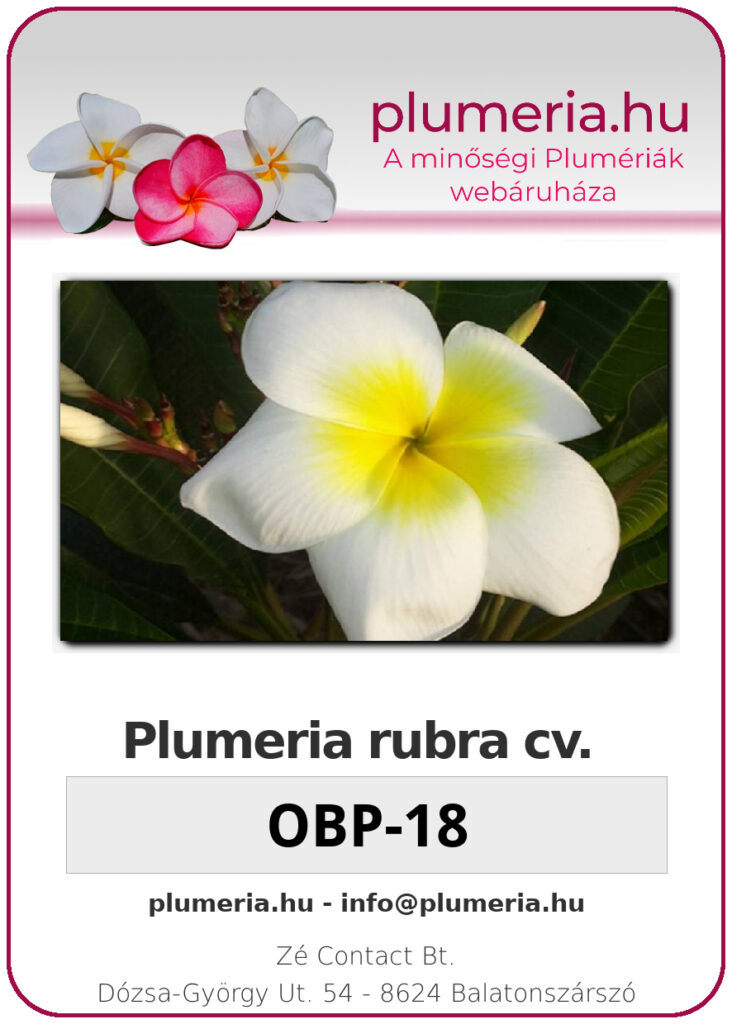 Plumeria rubra "OBP-18"