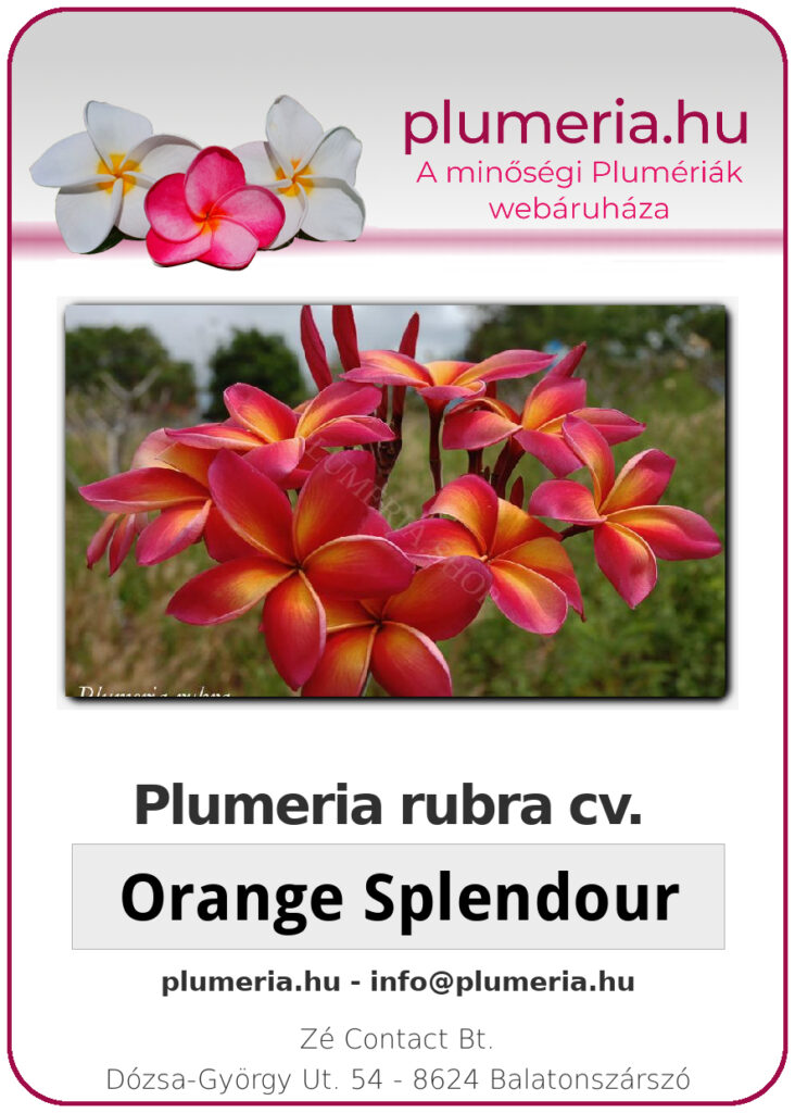 Plumeria rubra "Orange Splendour"