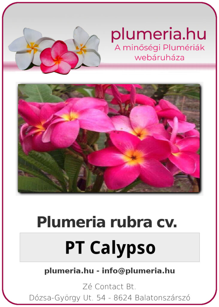Plumeria rubra "PT Calypso"