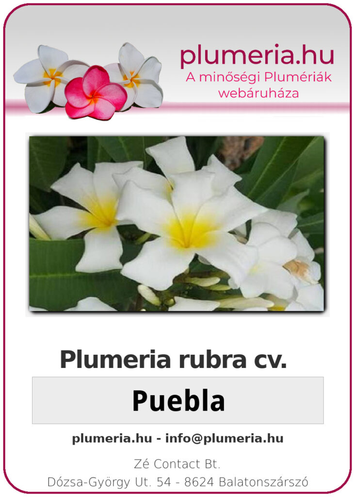 Plumeria rubra "Puebla"
