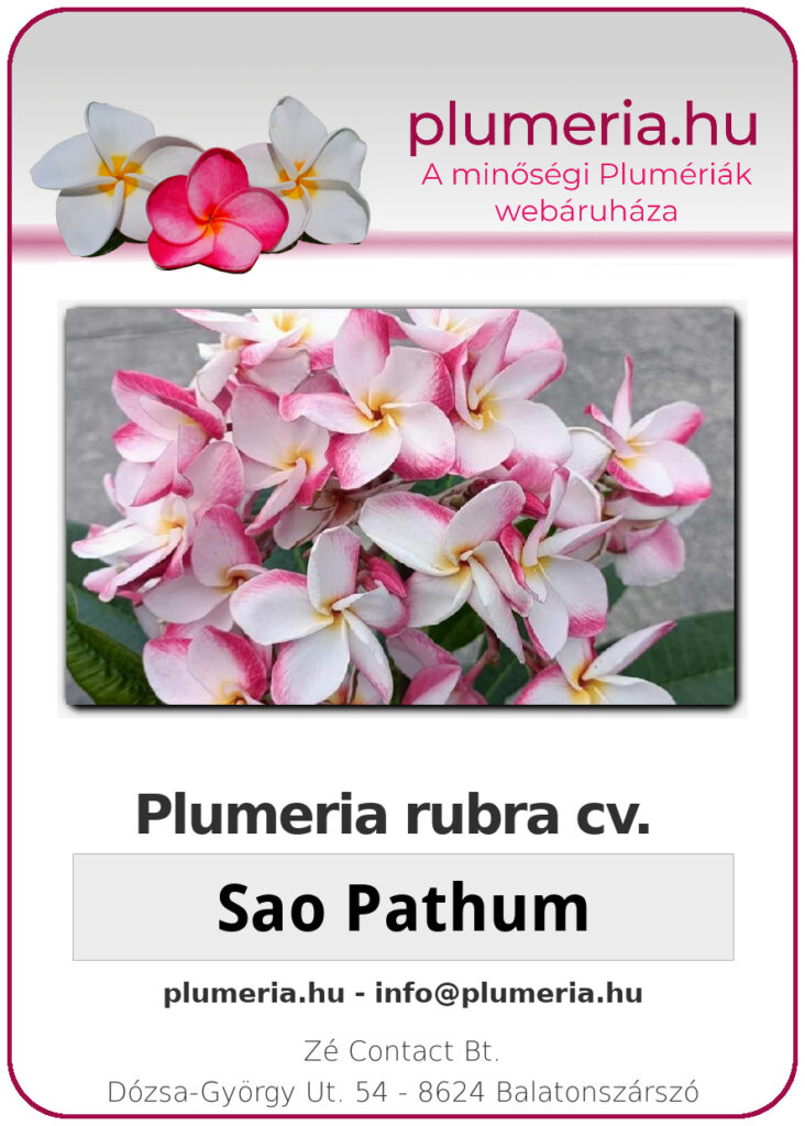 Plumeria rubra "Sao Pathum"