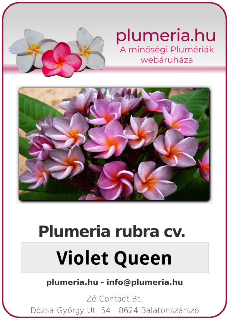 Plumeria rubra "Violet Queen"