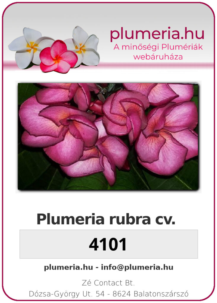 Plumeria rubra "4101"