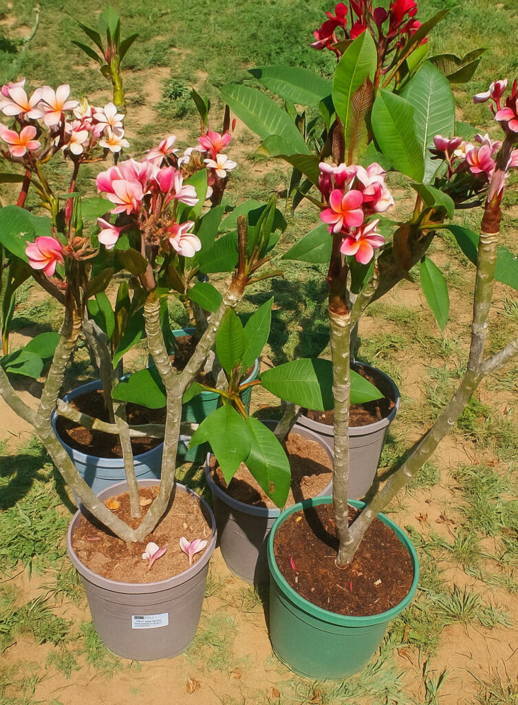 Virágzó vagy bimbós nagy Plumeria növények