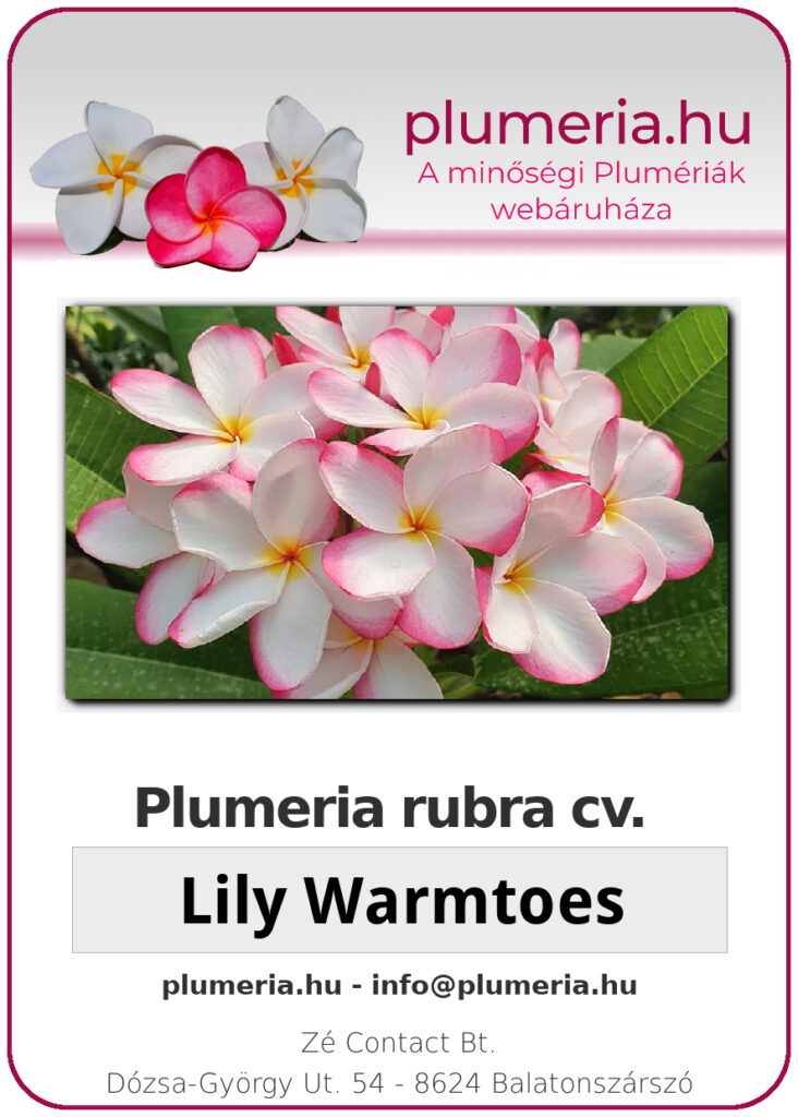Plumeria rubra "Lily Warmtoes"