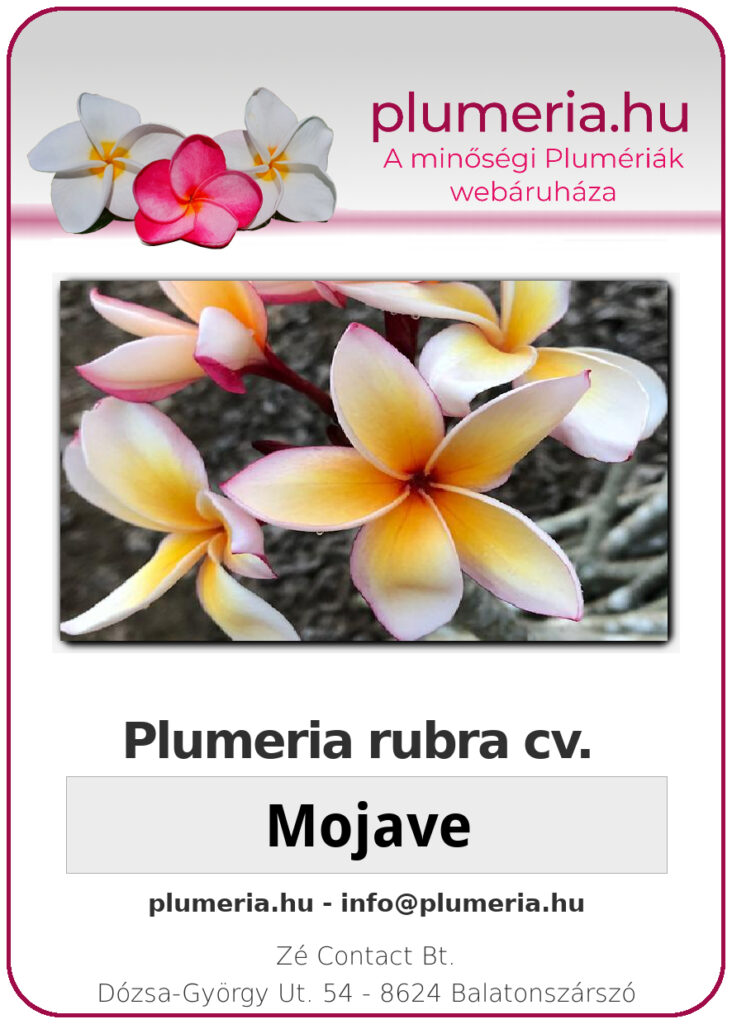 Plumeria rubra "Mojave"