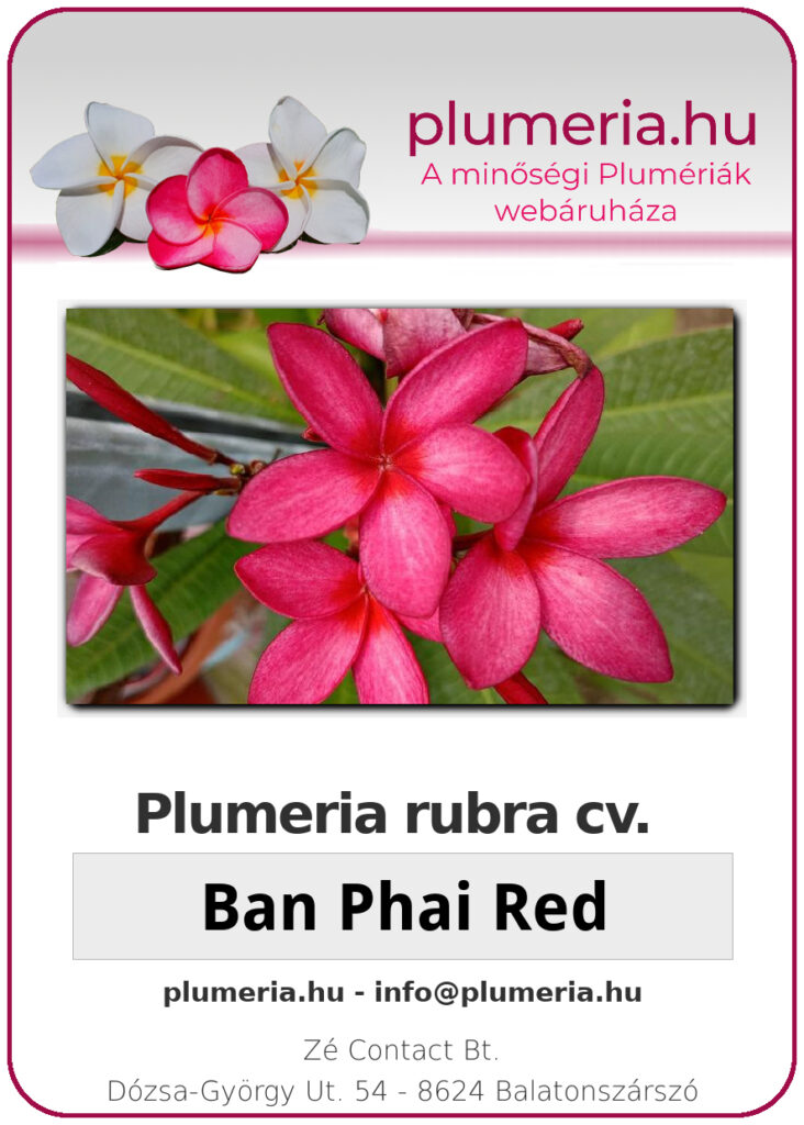 Plumeria rubra "Ban Phai Red"
