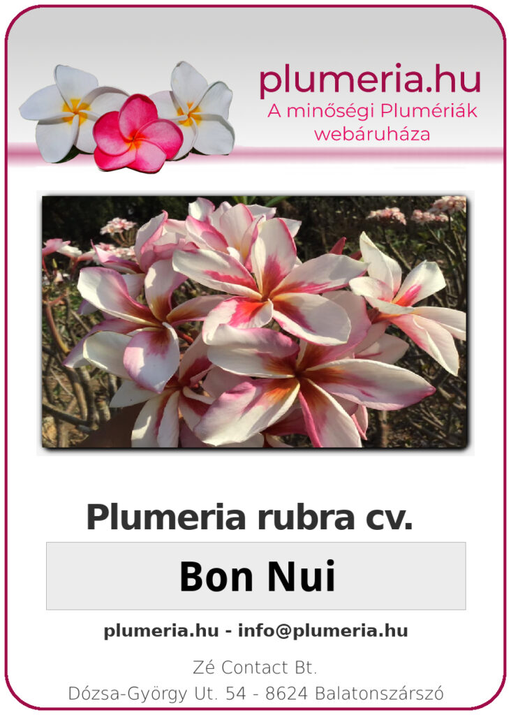 Plumeria rubra "Bon Nui"