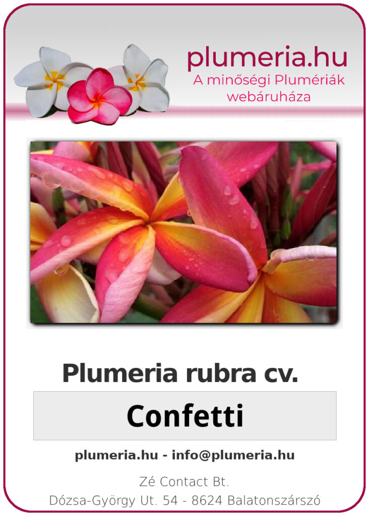 Plumeria rubra "Confetti"