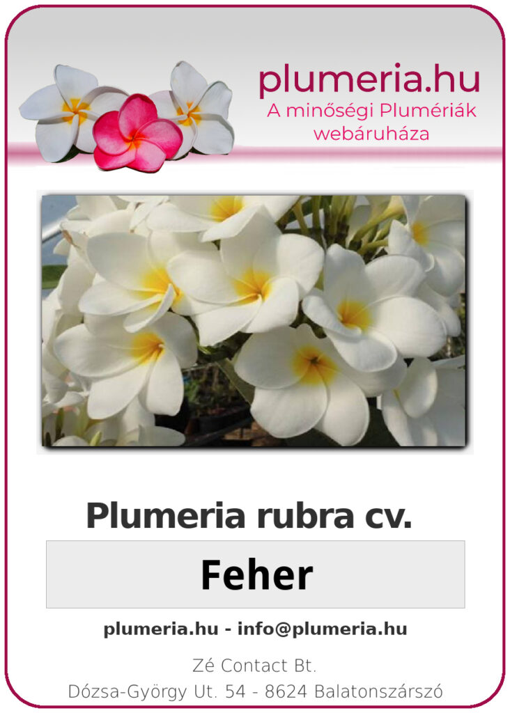 Plumeria rubra "Feher"