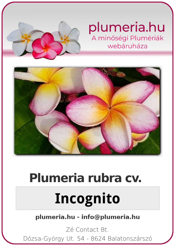 Plumeria rubra "Incognito"
