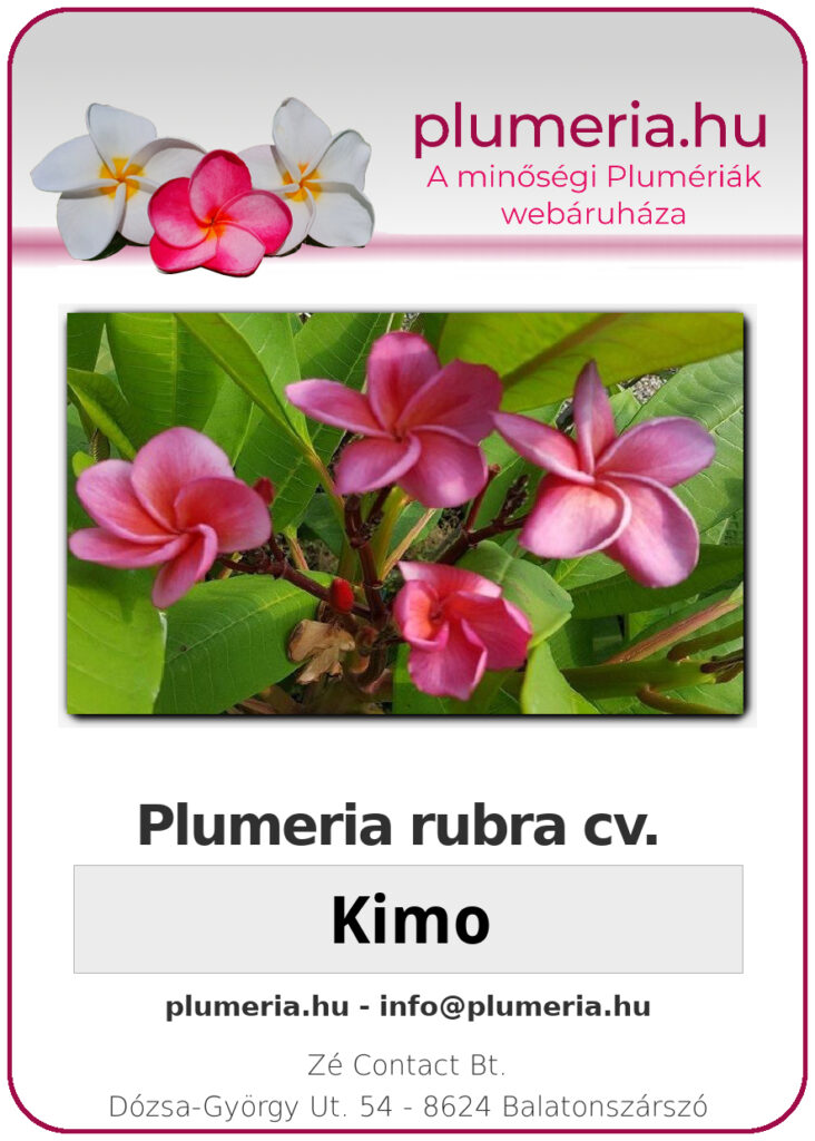 Plumeria rubra "Kimo"