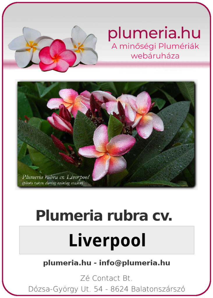 Plumeria rubra "Liverpool"