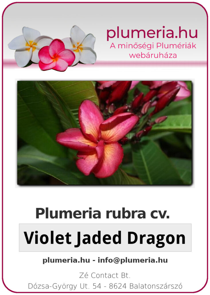 Plumeria rubra "Violet Jaded Dragon"