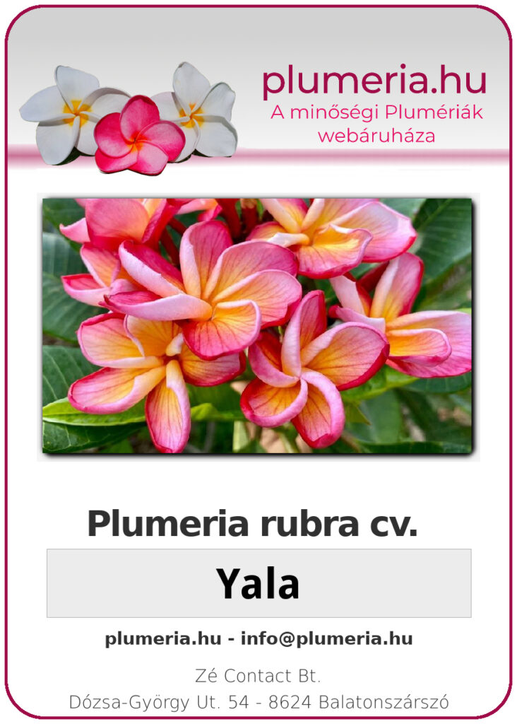 Plumeria rubra "Yala"