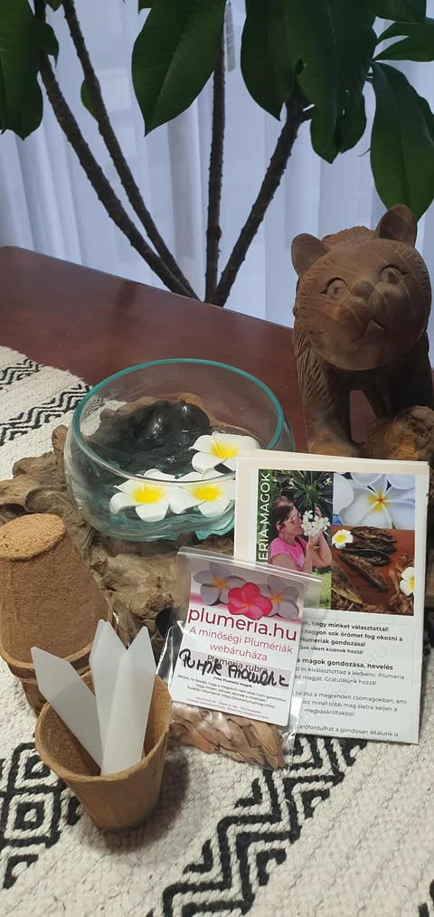 Plumeria kezdő  magcsomag -lebomló cseréppel