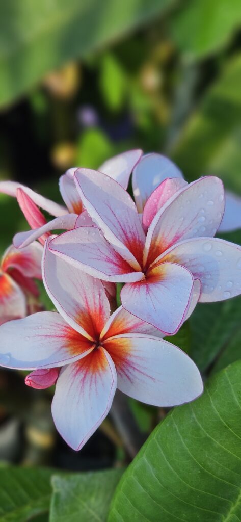 Plumeria rubra „Magenta Powder”